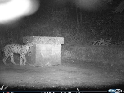 Ris Doru ispušten u NP Risnjak