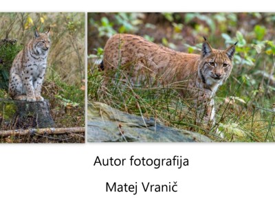 Ris Doru ispušten u NP Risnjak