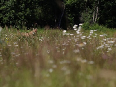 Ris Ljubo ispušten na Velebitu Ris Ljubo ispušten na Velebitu