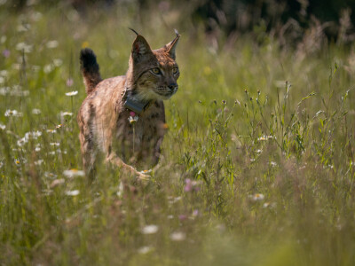 Ris Ljubo ispušten na Velebitu Ris Ljubo ispušten na Velebitu