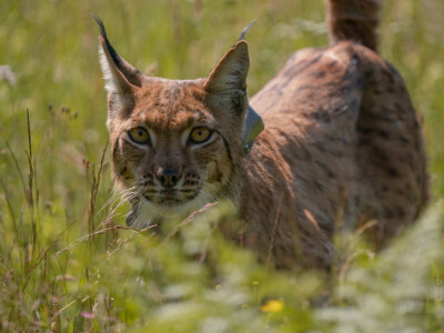 Ris Ljubo ispušten na Velebitu Ris Ljubo ispušten na Velebitu