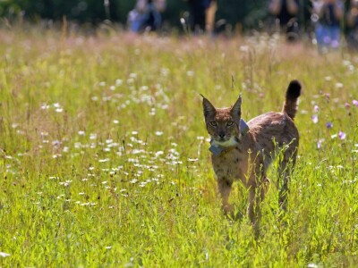 Ris Ljubo ispušten na Velebitu Ris Ljubo ispušten na Velebitu