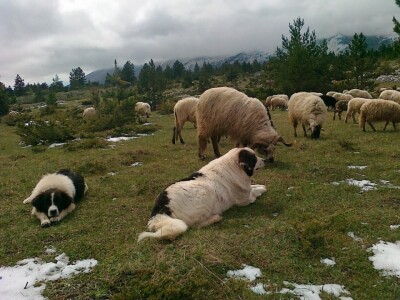 Uzgoj koza u Parku prirode Blidinje Uzgoj koza u Parku prirode Blidinje