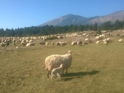 Uzgoj koza u Parku prirode Blidinje Uzgoj koza u Parku prirode Blidinje