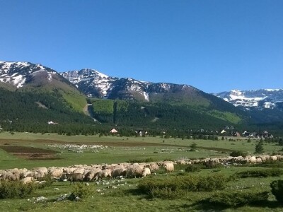 Uzgoj koza u Parku prirode Blidinje Uzgoj koza u Parku prirode Blidinje