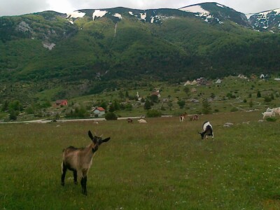 Uzgoj koza u Parku prirode Blidinje Uzgoj koza u Parku prirode Blidinje