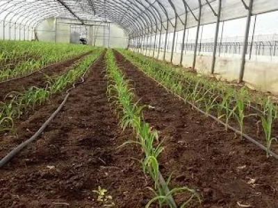 Zadružna proizvodnja povrća u Lugu