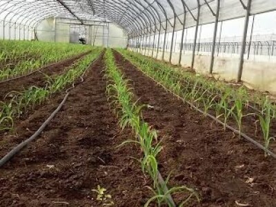 Zadružna proizvodnja povrća u Lugu