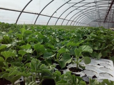 Baranja kao mala Kalifornija