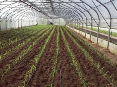 Ne planiraju dalje investirati