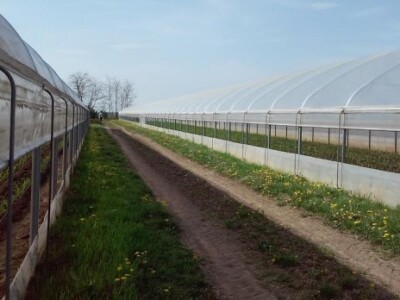 Zadružni plastenici