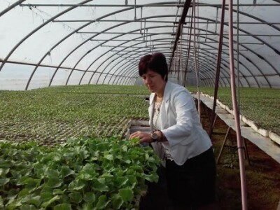 Plastenička proizvodnja