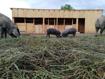Robert Bujan, uzgajivač fajferica iz Draganića