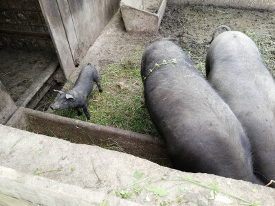 Robert Bujan, uzgajivač fajferica iz Draganića