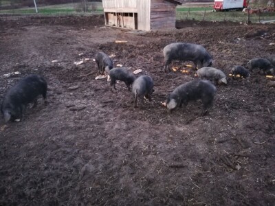 Robert Bujan, uzgajivač fajferica iz Draganića