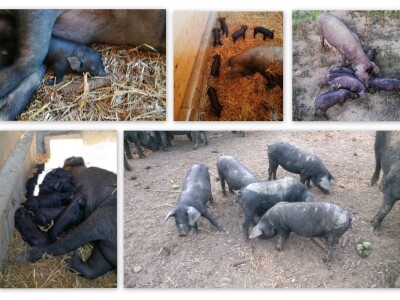 Robert Bujan, uzgajivač fajferica iz Draganića