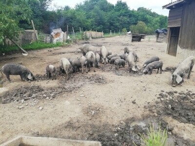 Robert Bujan, uzgajivač fajferica iz Draganića