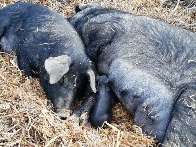 Robert Bujan, uzgajivač fajferica iz Draganića
