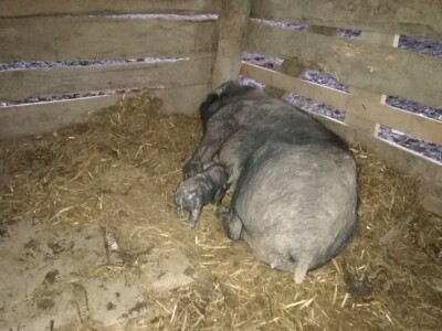 Robert Bujan, uzgajivač fajferica iz Draganića