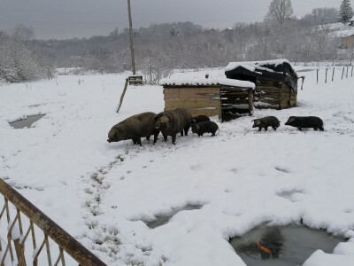 Robert Bujan, uzgajivač fajferica iz Draganića