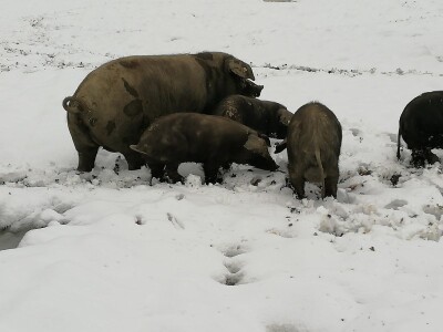 Robert Bujan, uzgajivač fajferica iz Draganića