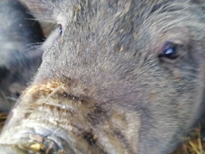 Robert Bujan, uzgajivač fajferica iz Draganića