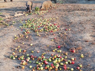 Robert Bujan, uzgajivač fajferica iz Draganića
