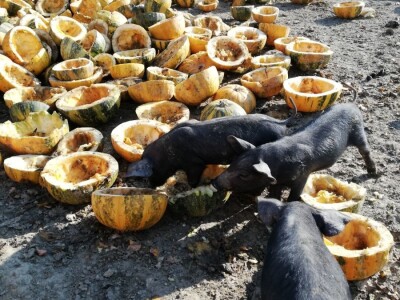 Robert Bujan, uzgajivač fajferica iz Draganića
