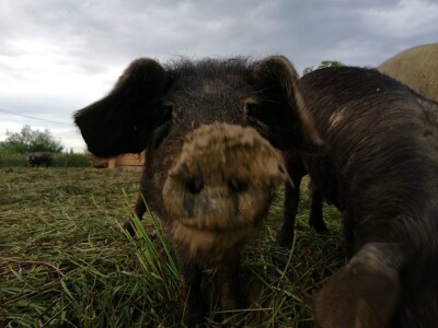 Robert Bujan, uzgajivač fajferica iz Draganića