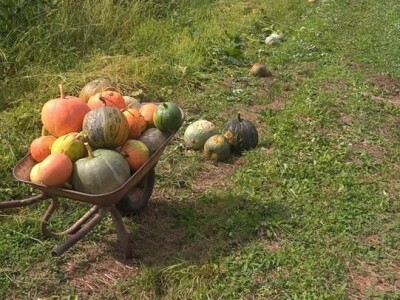 Robert Bujan, uzgajivač fajferica iz Draganića