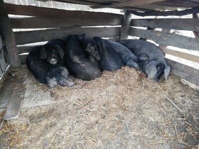 Robert Bujan, uzgajivač fajferica iz Draganića