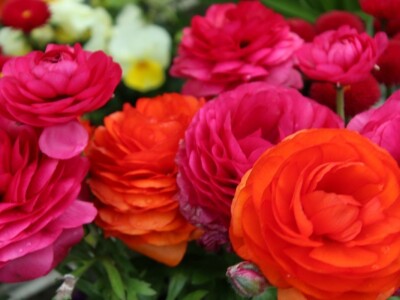 Robert Šatzle, vinarija Schloss Neuweier