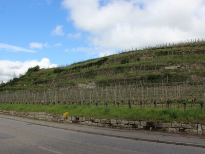 Robert Šatzle, vinarija Schloss Neuweier