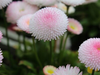 Robert Schätzle, vinarija Schloss Neuweier