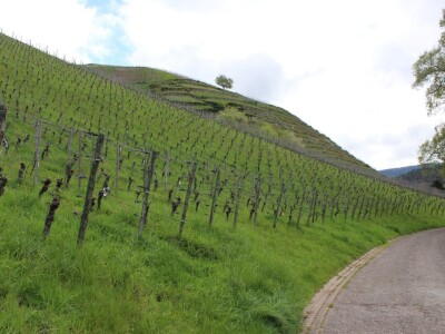 Robert Schätzle, vinarija Schloss Neuweier