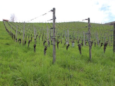 Robert Schätzle, vinarija Schloss Neuweier