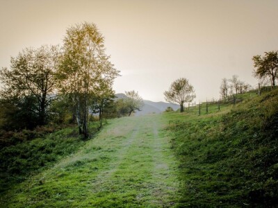 Robin's Hood Robin's Hood