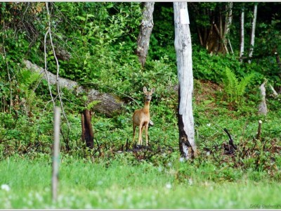 Robinzonski turizam Hrib
