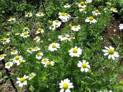 Robinzonski turizam Hrib