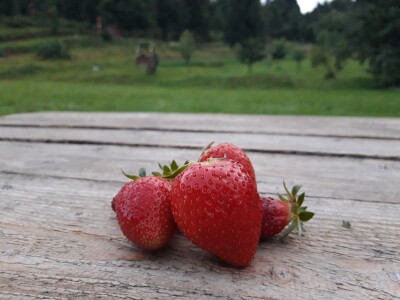 Robinzonski turizam Hrib