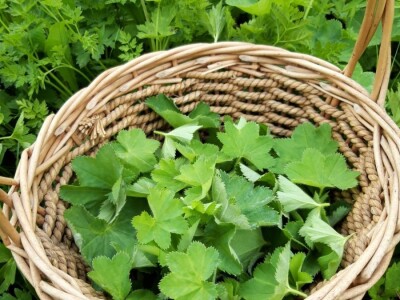 Robinzonski turizam Hrib