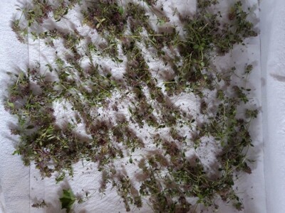 Robinzonski turizam Hrib