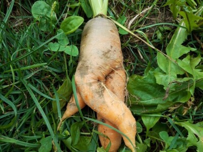 Robinzonski turizam Hrib