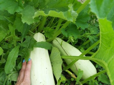 Robinzonski turizam Hrib