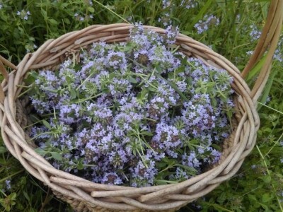 Robinzonski turizam Hrib