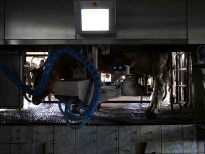 Stigla i četvrta generacija Jokića: Cijelo domaćinstvo decenijama u stočarstvu