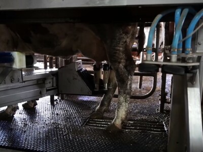 Stigla i četvrta generacija Jokića: Cijelo domaćinstvo decenijama u stočarstvu