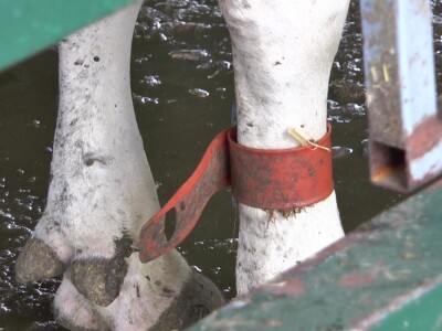 Roboti za mužu krava