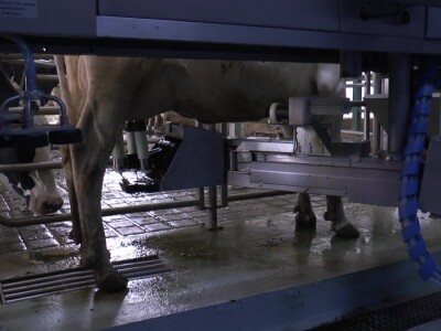 Roboti za mužu krava