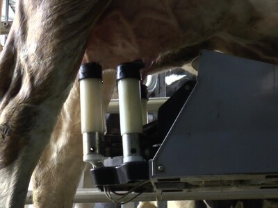 Roboti za mužu krava